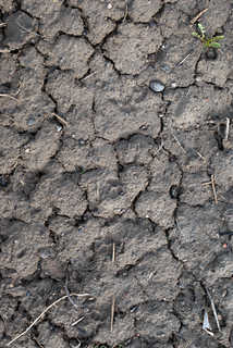 Texture of /terrain/cracked-mud-terrain/cracked-mud-terrain_0036_03