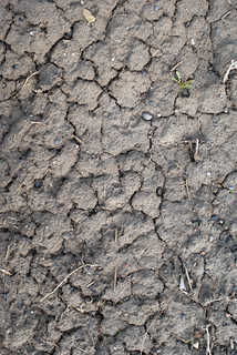 Texture of /terrain/cracked-mud-terrain/cracked-mud-terrain_0036_04