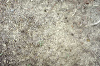 Texture of /terrain/dirt-and-mud-terrain/dirt-and-mud-terrain_0015_04