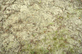 Texture of /terrain/dirt-and-mud-terrain/dirt-and-mud-terrain_0018_03