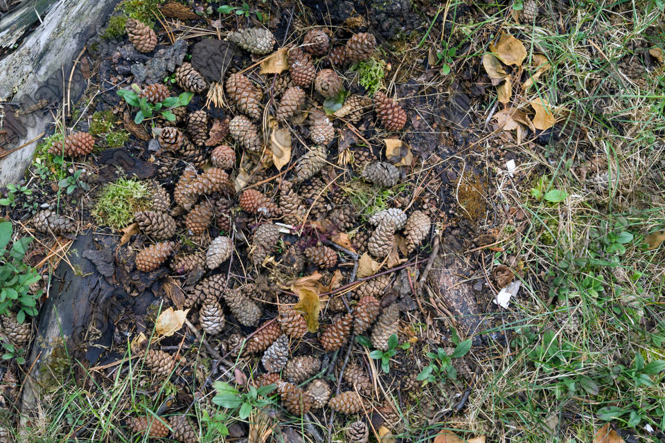 Texture of /terrain/forest-floor-terrain/forest-floor-terrain_0017_01