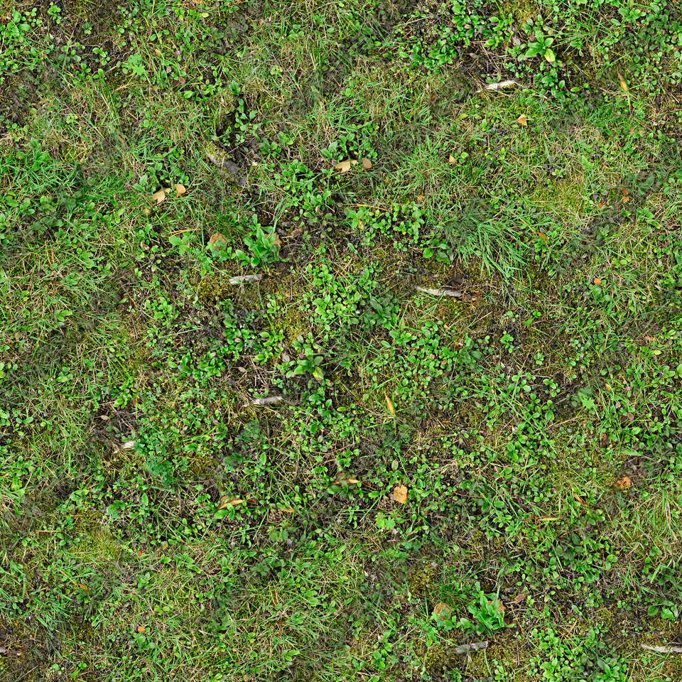 Texture of /terrain/forest-floor-terrain/forest-floor-terrain_0018_02_S