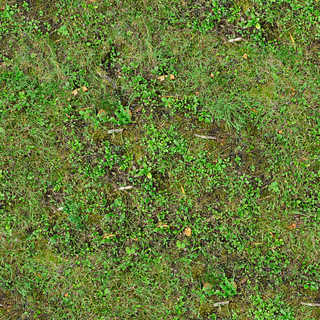 Texture of /terrain/forest-floor-terrain/forest-floor-terrain_0018_02_S