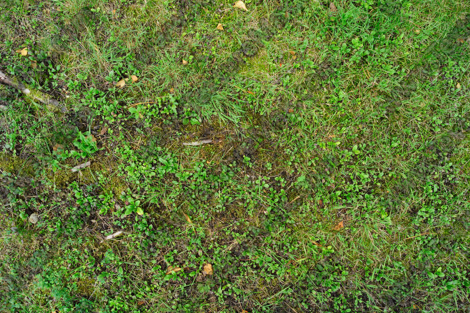 Texture of /terrain/forest-floor-terrain/forest-floor-terrain_0018_02