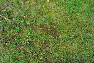 Texture of /terrain/forest-floor-terrain/forest-floor-terrain_0018_02