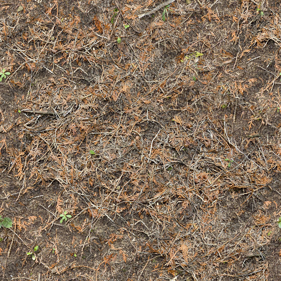 Texture of /terrain/forest-floor-terrain/forest-floor-terrain_0071_01_S
