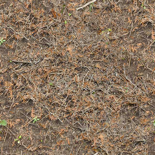 Texture of /terrain/forest-floor-terrain/forest-floor-terrain_0071_01_S