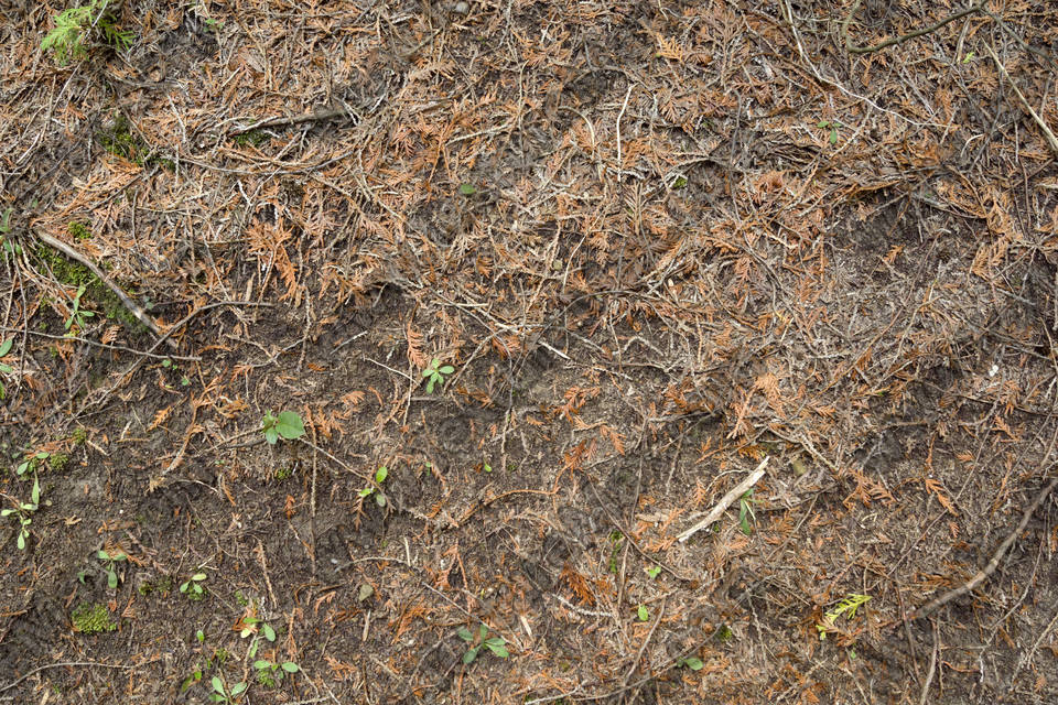Texture of /terrain/forest-floor-terrain/forest-floor-terrain_0071_01
