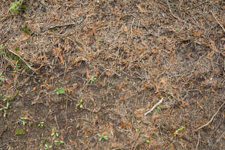 Forest Floor Terrain 0071
