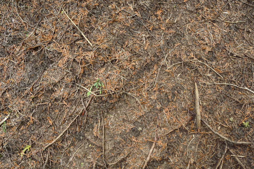 Texture of /terrain/forest-floor-terrain/forest-floor-terrain_0071_02