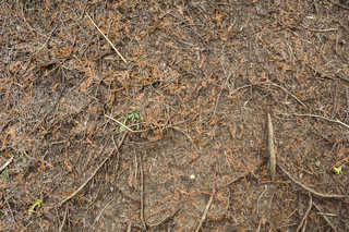 Texture of /terrain/forest-floor-terrain/forest-floor-terrain_0071_02