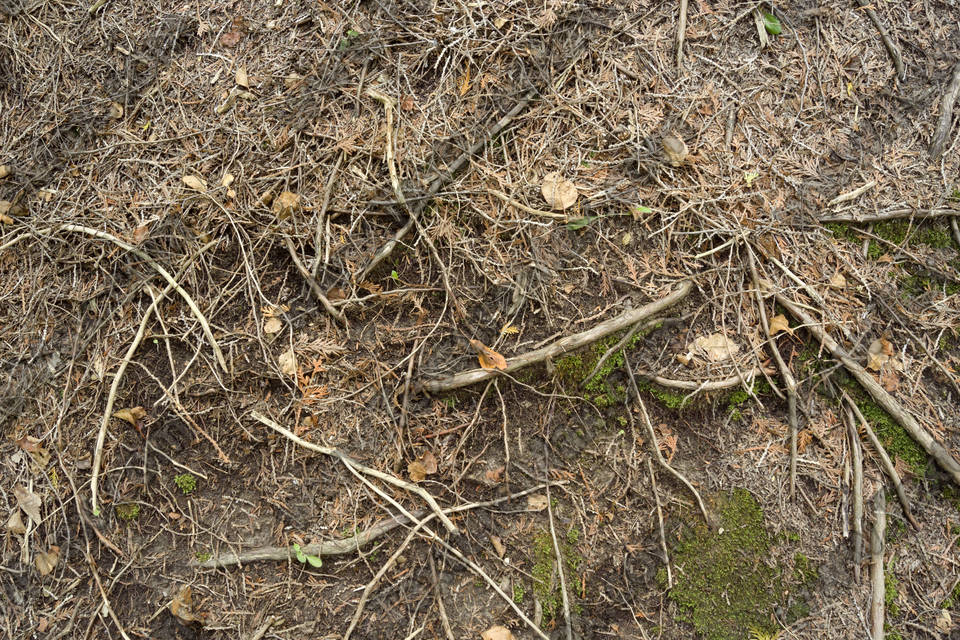 Texture of /terrain/forest-floor-terrain/forest-floor-terrain_0071_03