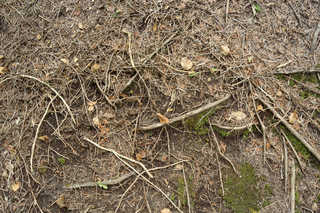 Texture of /terrain/forest-floor-terrain/forest-floor-terrain_0071_03