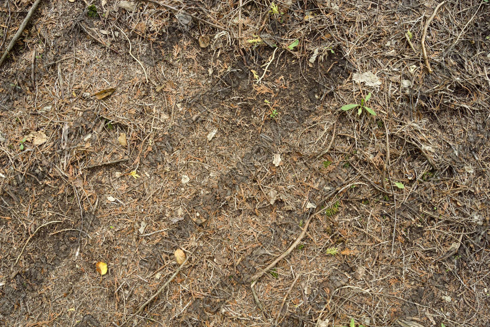 Texture of /terrain/forest-floor-terrain/forest-floor-terrain_0071_04
