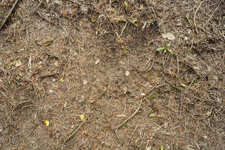 Texture of /terrain/forest-floor-terrain/forest-floor-terrain_0071_04