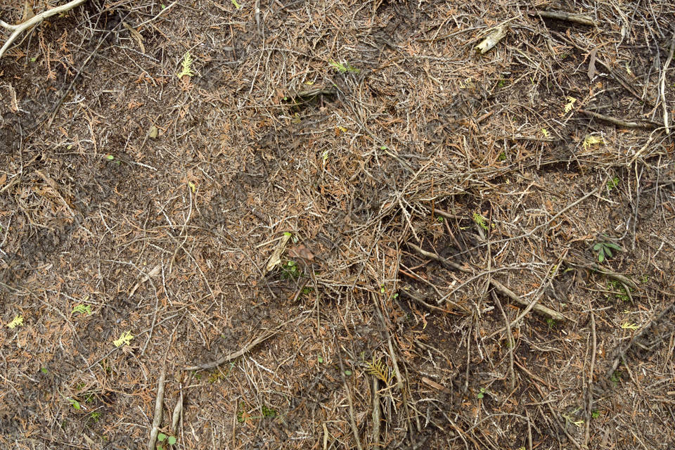 Texture of /terrain/forest-floor-terrain/forest-floor-terrain_0071_05