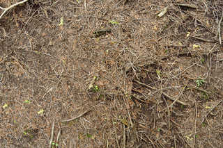 Texture of /terrain/forest-floor-terrain/forest-floor-terrain_0071_05