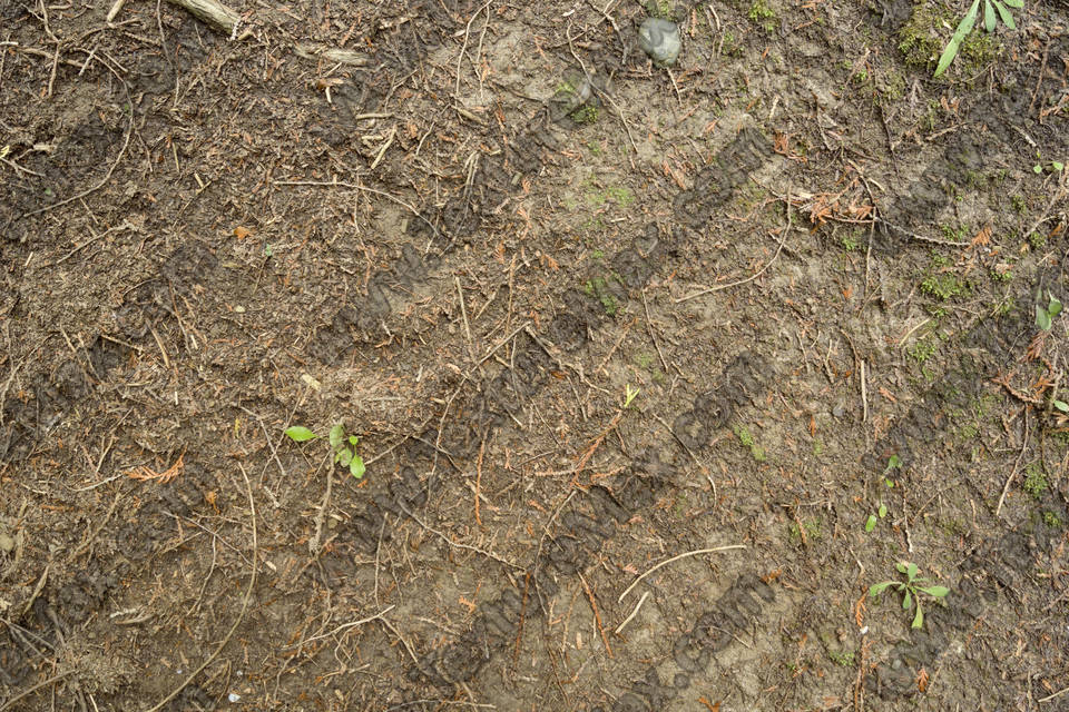 Texture of /terrain/forest-floor-terrain/forest-floor-terrain_0072_01