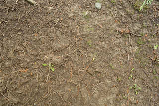 Forest Floor Terrain 0072