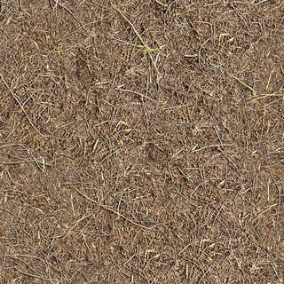 Texture of /terrain/forest-floor-terrain/forest-floor-terrain_0073_01_S