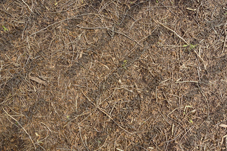 Texture of /terrain/forest-floor-terrain/forest-floor-terrain_0073_01