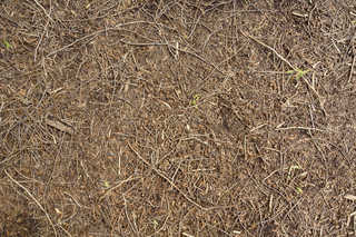 Forest Floor Terrain 0073