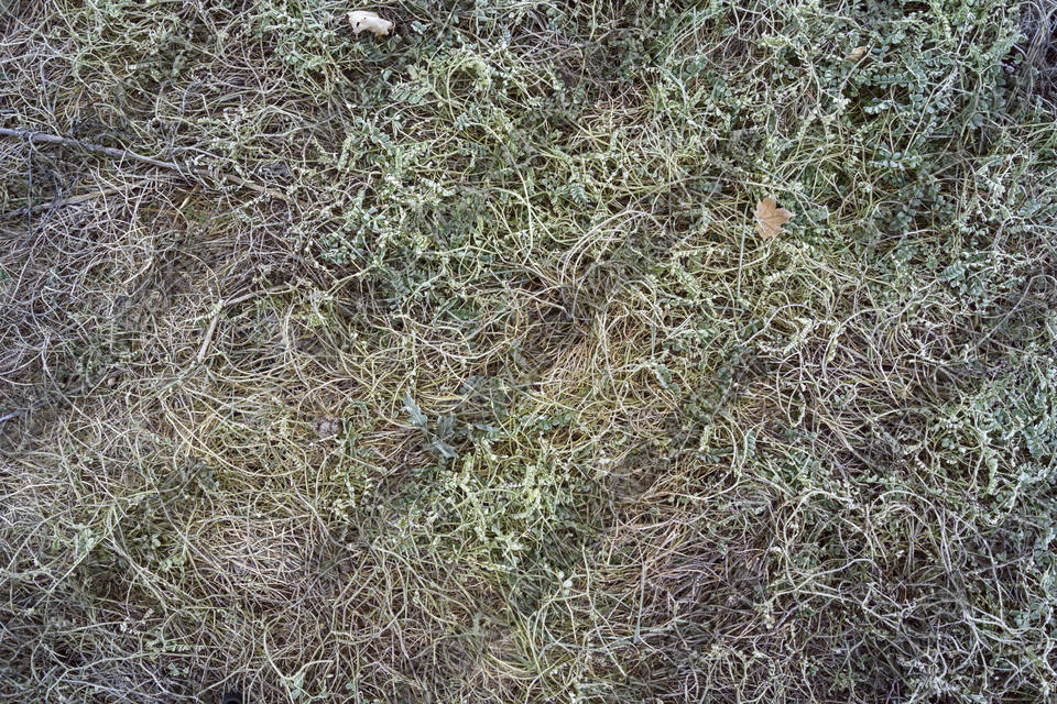 Texture of /terrain/frost-terrain/frost-terrain_0005_04