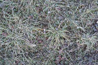 Texture of /terrain/frost-terrain/frost-terrain_0006_02