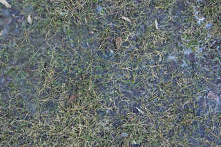 Texture of /terrain/frost-terrain/frost-terrain_0013_06