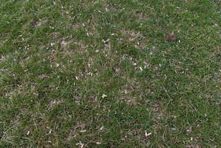 Texture of /terrain/grass-and-straw-terrain/grass-and-straw-terrain_0010_02