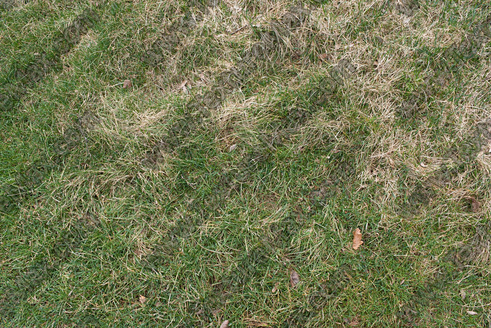 Texture of /terrain/grass-and-straw-terrain/grass-and-straw-terrain_0010_03