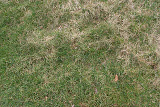 Texture of /terrain/grass-and-straw-terrain/grass-and-straw-terrain_0010_03