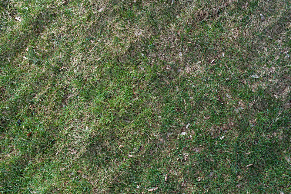 Texture of /terrain/grass-and-straw-terrain/grass-and-straw-terrain_0010_04