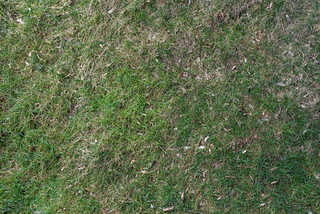 Texture of /terrain/grass-and-straw-terrain/grass-and-straw-terrain_0010_04