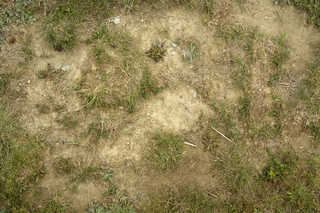 Grass and Straw Terrain 0035