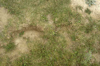 Texture of /terrain/grass-and-straw-terrain/grass-and-straw-terrain_0035_02