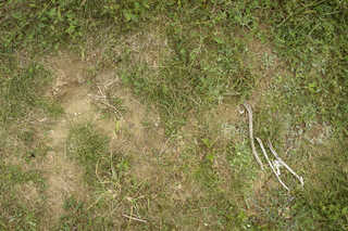 Texture of /terrain/grass-and-straw-terrain/grass-and-straw-terrain_0035_03