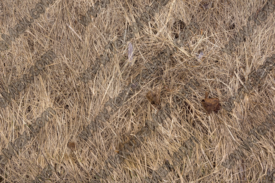 Texture of /terrain/grass-and-straw-terrain/grass-and-straw-terrain_0068_01