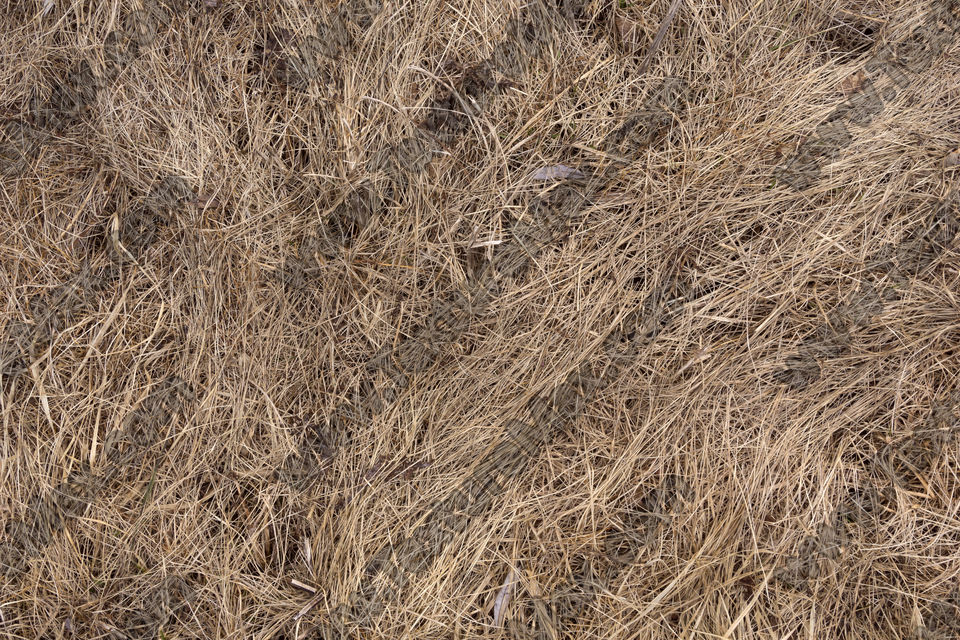 Texture of /terrain/grass-and-straw-terrain/grass-and-straw-terrain_0068_02