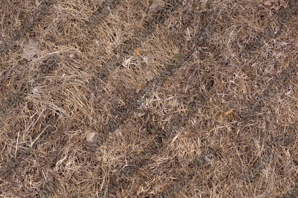 Texture of /terrain/grass-and-straw-terrain/grass-and-straw-terrain_0068_03