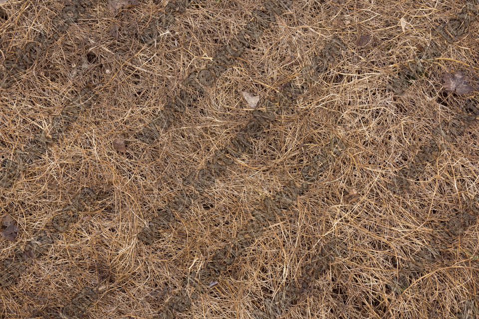 Texture of /terrain/grass-and-straw-terrain/grass-and-straw-terrain_0068_04