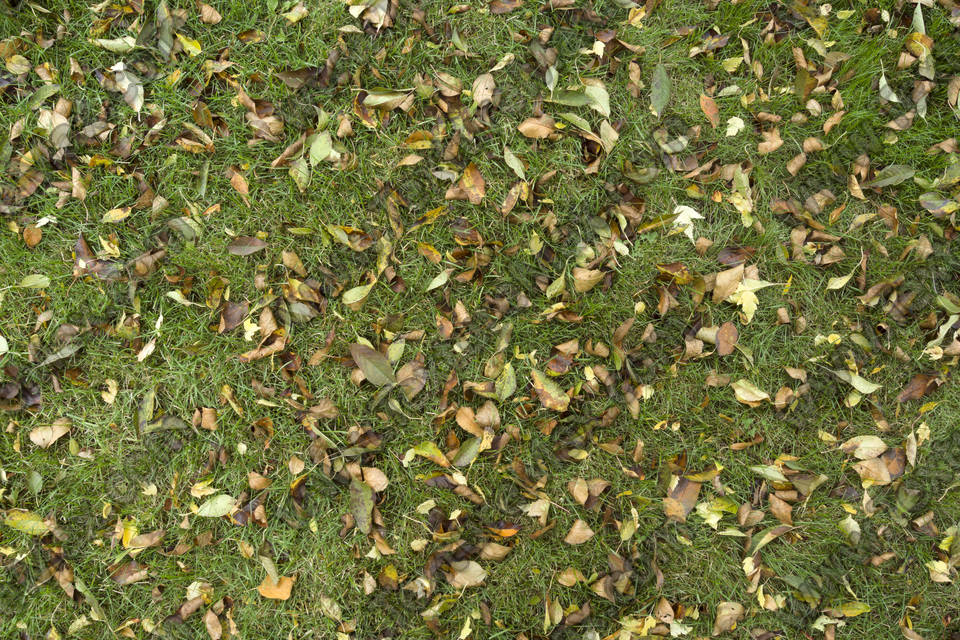 Texture of /terrain/leaf-terrain/leaf-terrain_0007_01