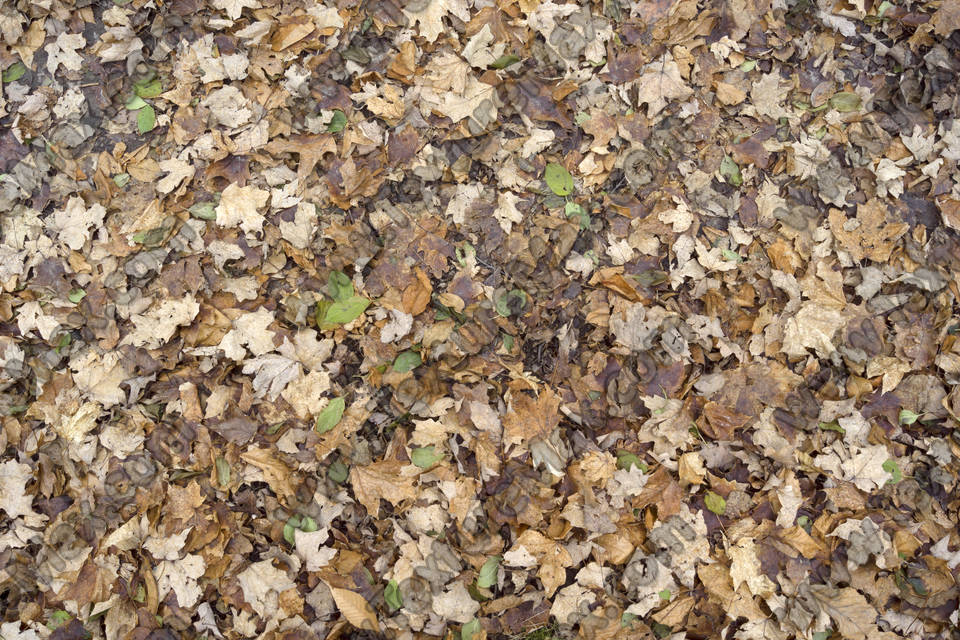 Texture of /terrain/leaf-terrain/leaf-terrain_0021_01