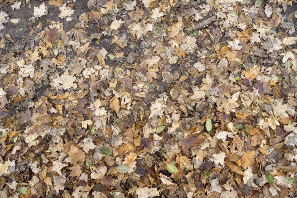 Texture of /terrain/leaf-terrain/leaf-terrain_0021_02