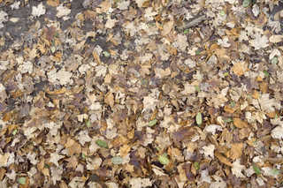 Texture of /terrain/leaf-terrain/leaf-terrain_0021_02