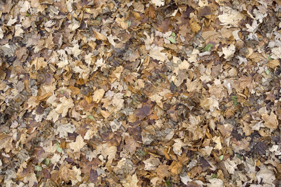 Texture of /terrain/leaf-terrain/leaf-terrain_0021_03