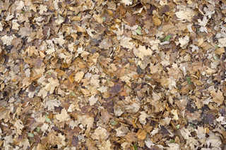 Texture of /terrain/leaf-terrain/leaf-terrain_0021_03