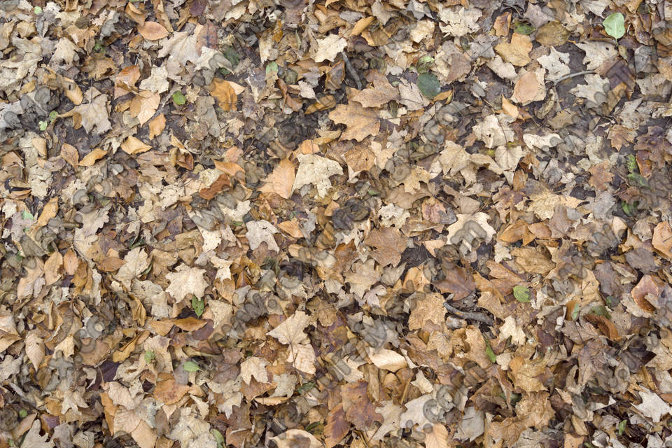 Texture of /terrain/leaf-terrain/leaf-terrain_0021_04