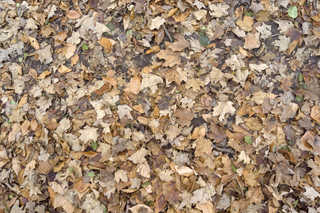 Texture of /terrain/leaf-terrain/leaf-terrain_0021_04