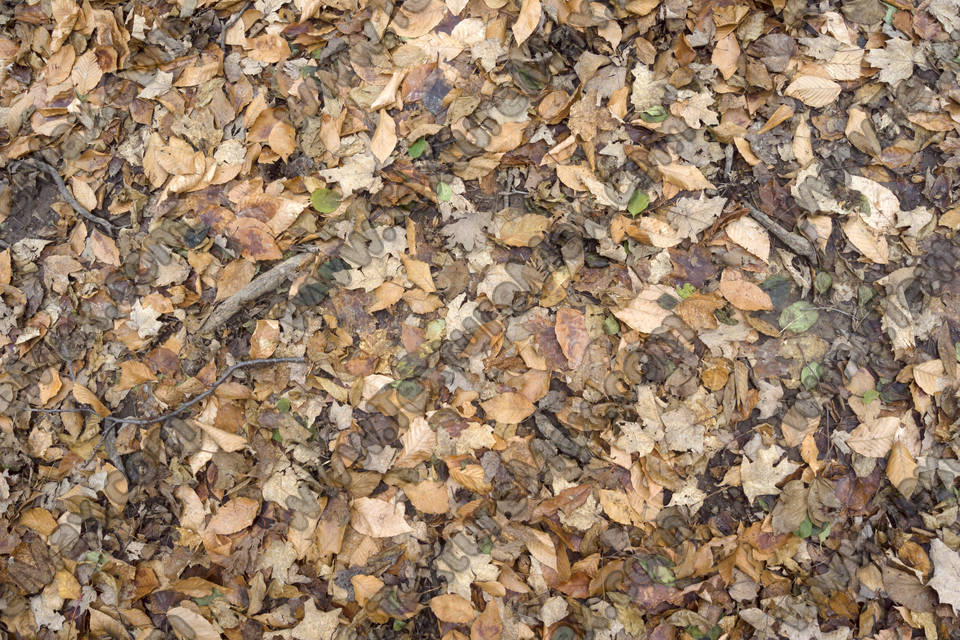 Texture of /terrain/leaf-terrain/leaf-terrain_0021_05